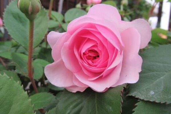 ミセスケイの薔薇コラム オリビアローズオースチン