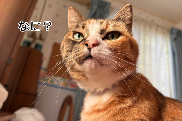猫とお酒と日々のこと Powered by ライブドアブログ