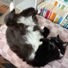 【ご飯日記】オートミール・ハンバーガー・カンパチと猫