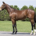 セレクトセール　キャロットクラブ落札馬