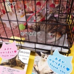 猫とお酒と日々のこと