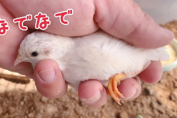 誰にでも懐く 姫うずらの育て方大図鑑 ヒナ