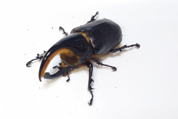 サタンオオカブト、カブト、クワガタ、福袋×2 トキのカブクワ飼育記録 - サタンオオカブト