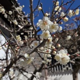 『節分』の画像