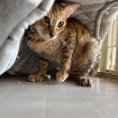 里親さんが決まった猫たち(3/14～)