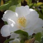 『夢見るように咲く、大城冠。』の画像