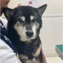 獣医さんで検査していただいた後、アトムの墓参へ