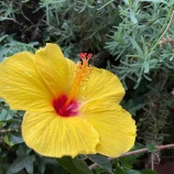 �ؿ��������ʥ����륹�說����ˤĤ��ơ����ĻԤǥ��å��󥷥�������γ��ͤؤ�ͥ���ܼ郎�Ϥޤ�ޤ����������Ԥ������ܼ������äƤ������ϡ����󥿡��ͥå�ͽ�󤯤��������٤β���