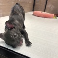 わんちゃんのご紹介🐶