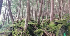 【群馬・長野夫婦旅行 最終回】もののけ姫の世界♬苔の森「白駒池」はとても幻想的でした♬
