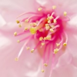 『【写真】 久々の平井 河津桜❶ @a7R』の画像