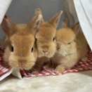 ネザオレ3姉弟とのんびりロップちゃん