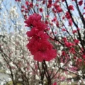 花桃の里