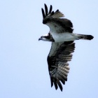 『投稿：「飛び込みの名手ミサゴ～その1」と余々談　2025/11/17』の画像