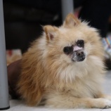 『【里親募集中】ポメラニアンのラッキーくん』の画像