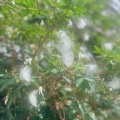 雨にも負けず。