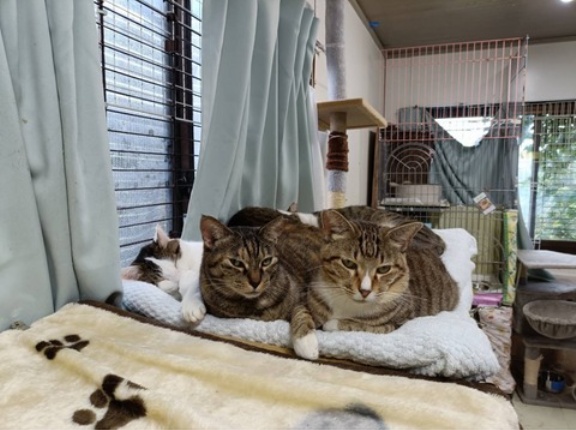 元野良ちゃんズ猫だんご🐱🐱🐱