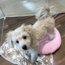 ポメプー君☆彡