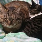 �إߥ��ȥ��٤β���