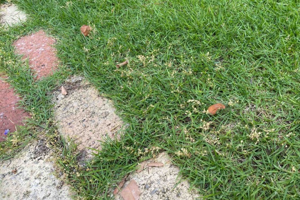 週末ガーデニング Dash庭 防除