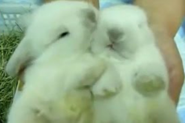 動物大好き動画 ウサギ