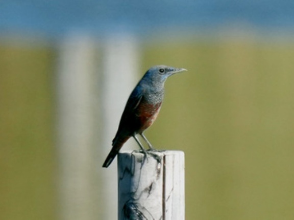 2024年11月3日の野鳥公園