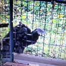 「年よりを　いじめて暮（く）れる　師走（しわす）かな」