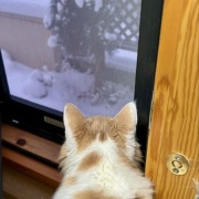 3匹を連れて獣医さんから帰る時に天気が急変