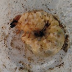 オオクワガタの常温飼育記録