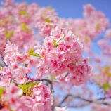 『【写真】平井 彼岸桜 / 河津桜等 / ひよどり （ラスト？）❷ @ a7R』の画像