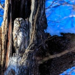 blog 丹頂の居る風景