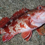  釣果で証明する釣りの理論 ── 私が思うところ。