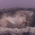 今日の浅間山 2026年5月18日(月) 芸術むら公園・まる屋 & 手裏剣の稽古 そして、ゴジラ