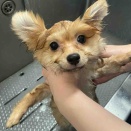 ★在舎犬シャンプー★