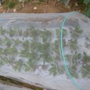 葉物野菜は根付けば早い