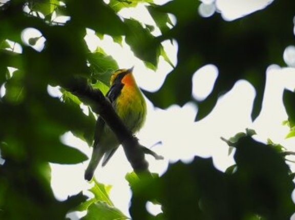 2025年9月27日の野鳥公園