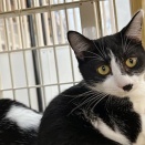 里親さんを待ってる猫たち(4/8)