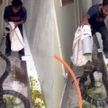 【動画】驚くほど大きいキングコブラを塩ビパイプ袋で捕まえる男(ﾟoﾟ)