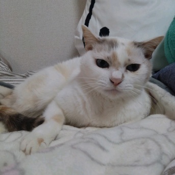 実物のﾈｺﾁｬﾝたちセカンド249