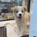 新入り！珍しい毛色のボーダーちゃん
