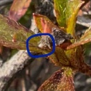 今年もミノムシを・・・（2026/03/29）