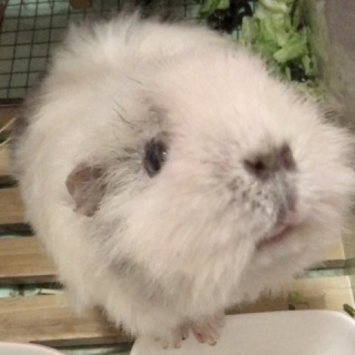 〜モルモットと過ごす日々〜