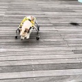 お疲れかな