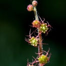 野の花・大分県の絶滅危惧種　８ 9    コチャルメンソウ