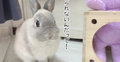 うさぎのルリ(5/11追記)