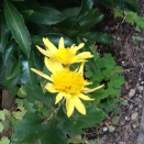 the proud man is sincere 高慢な人間は真剣である