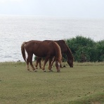 食事と旅と時々鉄分