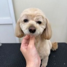 トリミングブログ