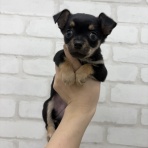 ペットショップワンラブ ホームセンターバロー正木店のスタッフブログ