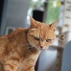 湘南凸凹柴WAN日記